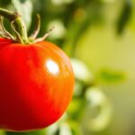 Ile kalorii ma pomidor – wartości odżywcze i zastosowanie w diecie Ile kalorii ma pomidor