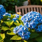 Jaki nawóz do hortensji – jak uzyskać piękne kwiaty Jaki nawóz do hortensji