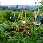 Dlaczego pomidory nie kwitną