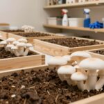 Hodowla pieczarki jak zacząć