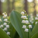 Konwalia kiedy kwitnie