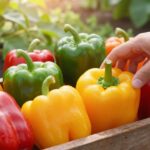 Sezon na paprykę